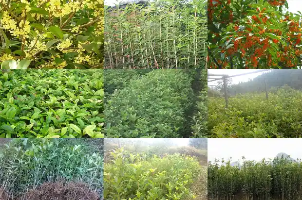 天香台阁桂花原生好还是嫁接好1689727025025