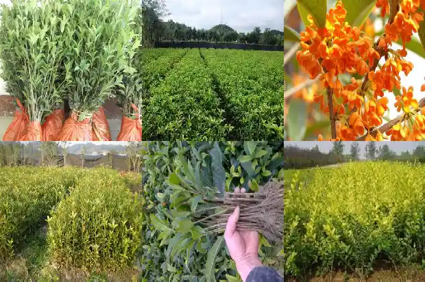 什么品种的桂花树最好养活1686703940449