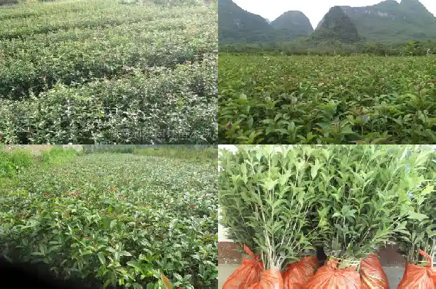 桂花树丹桂和沉香桂哪个好闻1686703987093