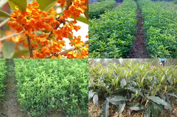 桂花原生的好还是嫁接的好?1686703994951