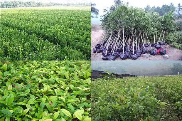 哪种桂花树最好养又好看1686704017168