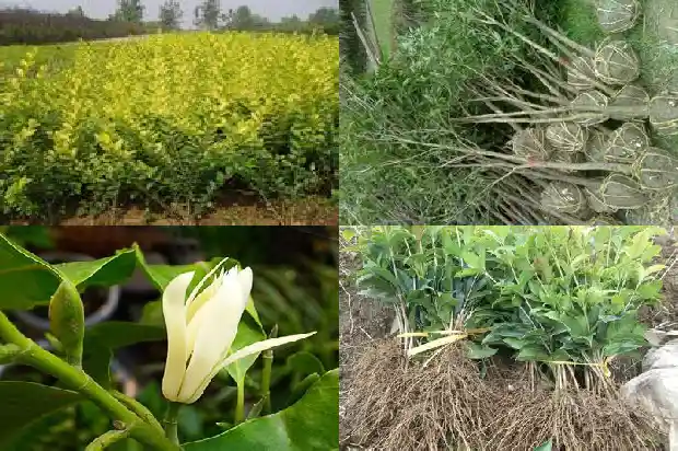 什么样桂花树品种好养又好看又好养活1686704041369