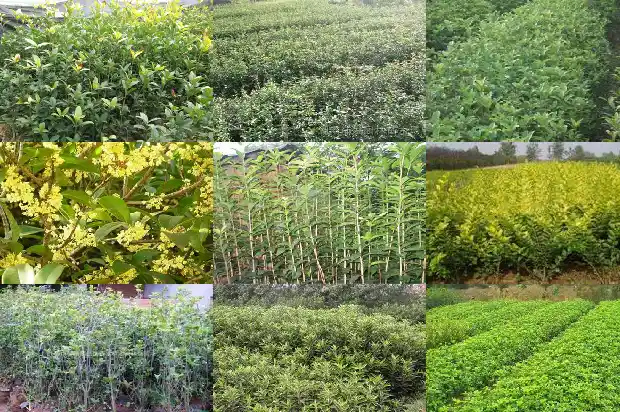 哪种桂花树适合盆栽还好养?1686704071218