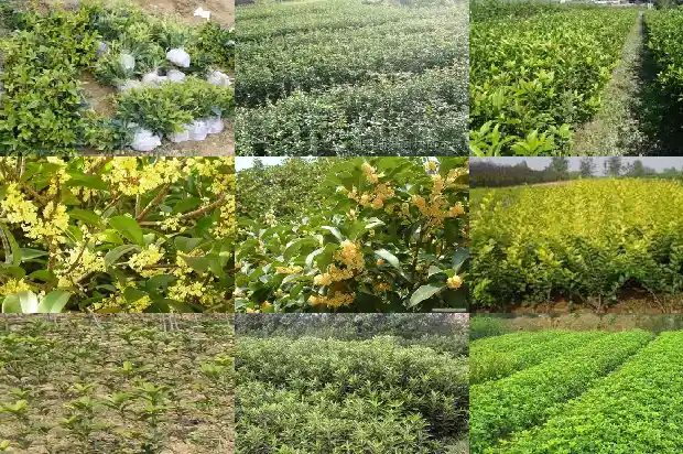 家养桂花树好不好养1686704090592