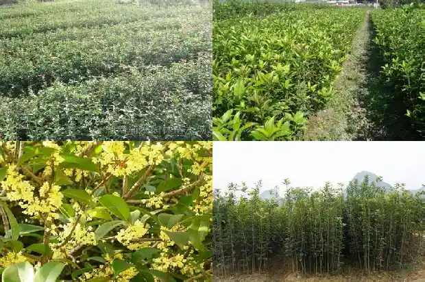 桂花树怎么好养活1686704102873