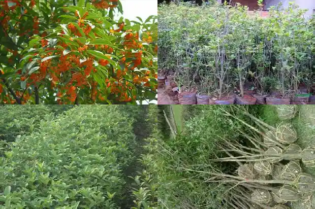 家门口有桂花树好吗1690158458494