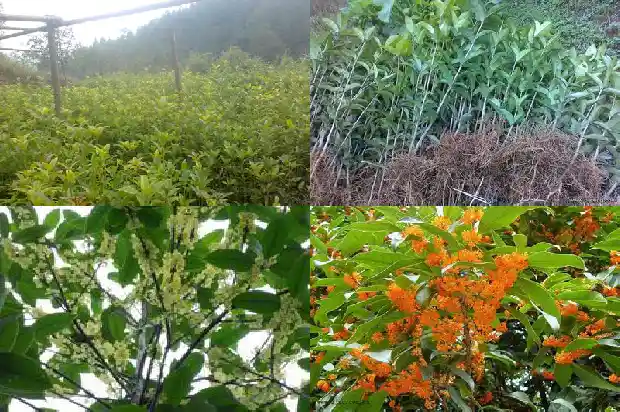 桂花树怎么好养活一些1686704115088