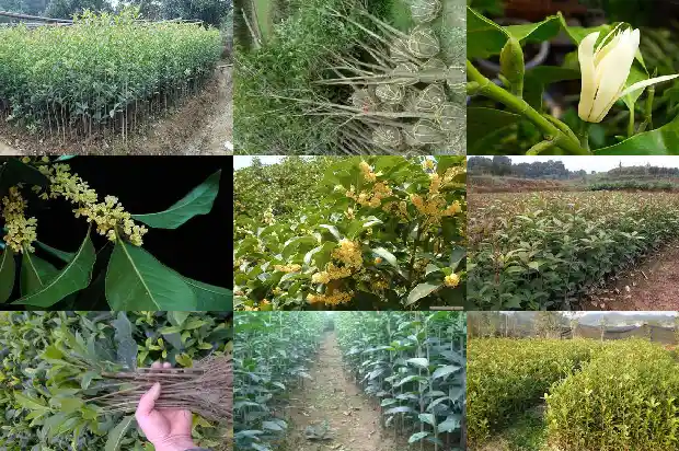 桂花什么时间种植最佳呢1688606164054