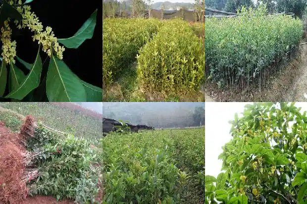 种什么品种桂花树比较好看又好养1686704135248