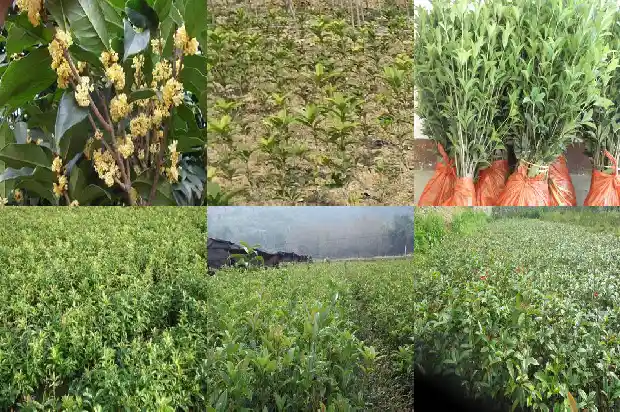 种什么品种桂花树比较好看又好养1686704135299