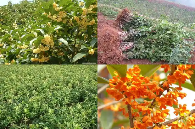 种什么品种桂花树比较好养护1686704143106