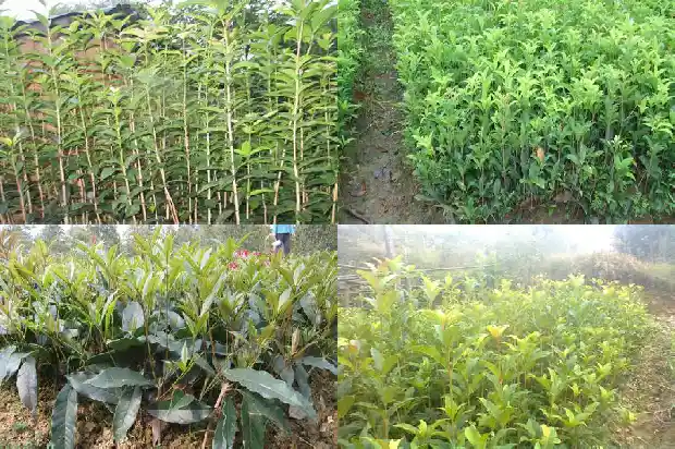 种什么品种桂花树比较好养护1686704143154