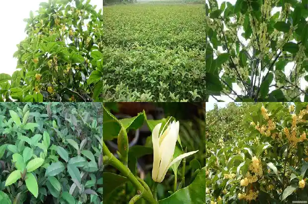 什么品种桂花树最好看又好养1686704152693