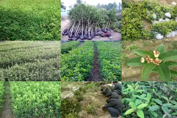 什么品种桂花树最好看又好养1686704152740