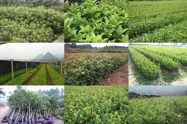 什么品种桂花树最好养护1686704164427