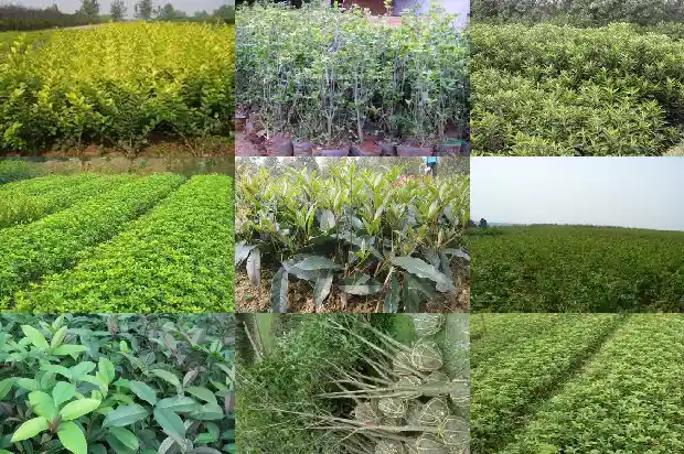 什么品种桂花树最好养护1686704164569