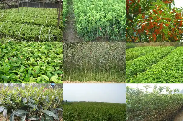 什么品种桂花树最好活长1686704174146