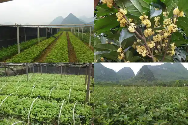 桂花树什么品种的好看又好看1686704181673