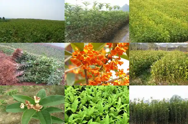 桂花树什么品种的好看又好看1686704181721