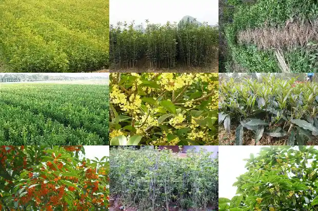 桂花树什么品种是最好的品种呢1686704206618