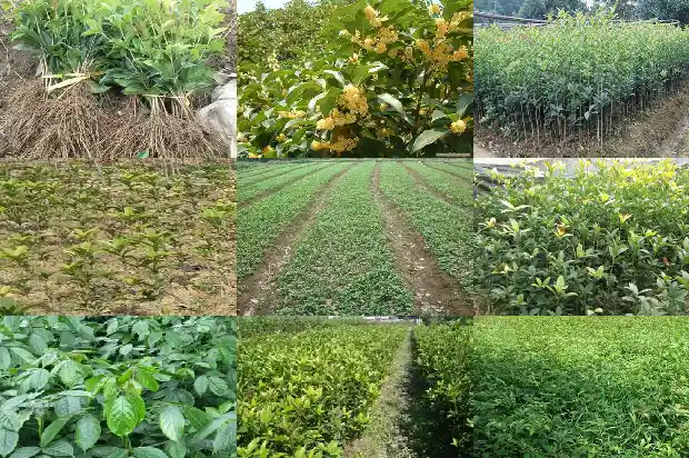 桂花树什么样的品种最好养护呢1686704218208