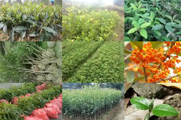 桂花树什么样的品种最好养护呢1686704218255