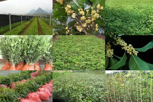 桂花树什么样的品种最好养护呢1686704218303