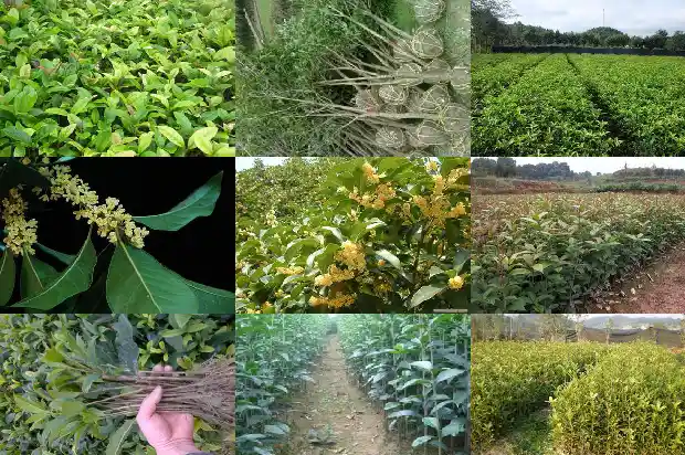 桂花树什么样的品种最好养护呢1686704218351