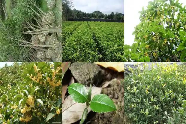 桂花树什么样的品种最好活长的快1686704230367