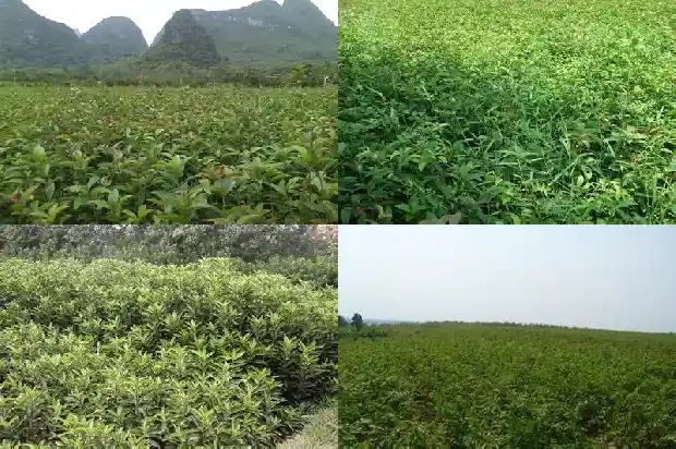 桂花树什么样的品种最好活长的快1686704230413