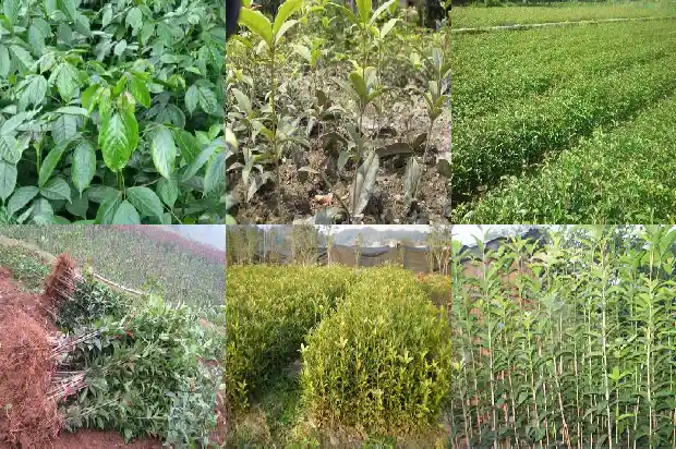 桂花树什么样的品种最好活长的快1686704230459