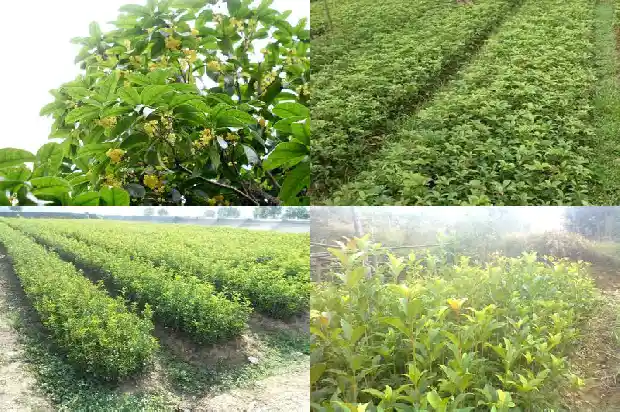 桂花树什么样的品种最好活长的快1686704230506