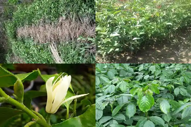 哪个桂花树品种好种活的快1686704242757