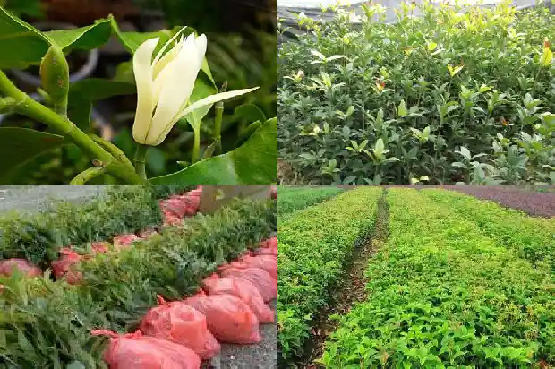 哪个桂花树品种好种活的快1686704242850