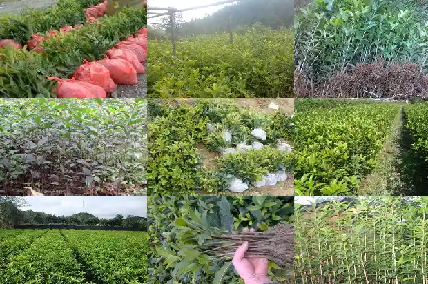 桂花乌龙和桂花红茶有什么区别1689467599030