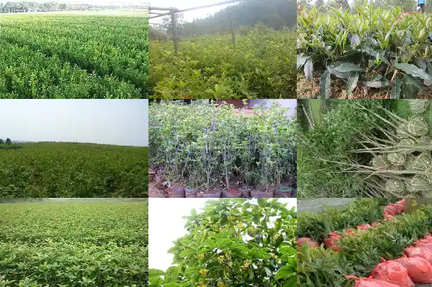 哪个桂花树品种好看又好看又好养1686704250331