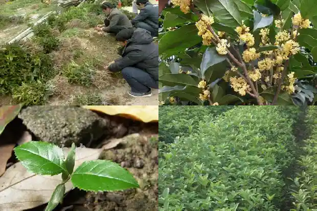 月桂树就是桂花树吗1690245353092
