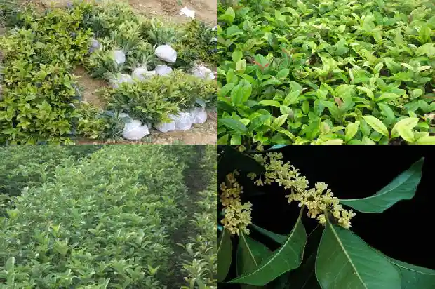 南方桂花什么时候种小苗好呢1688606656775