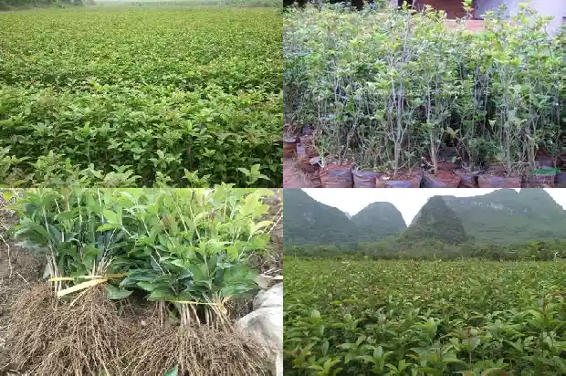 哪个桂花树品种好养又好看又好养1686704269696