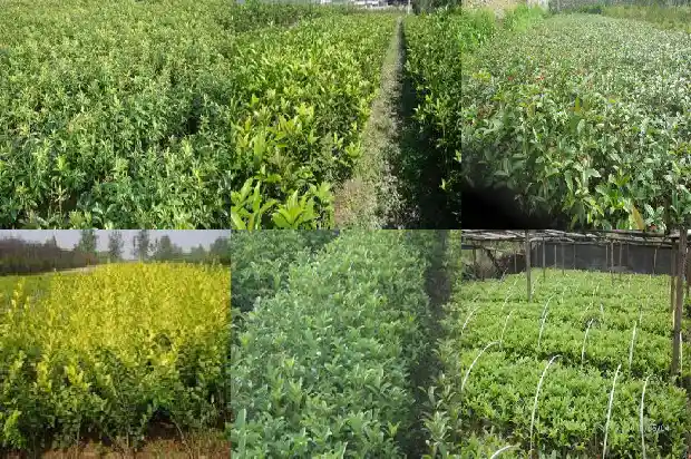 哪个桂花树品种好养又好看又好养1686704269744