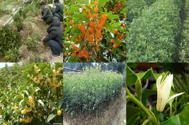 哪个桂花树品种好养又好看又好养1686704269791