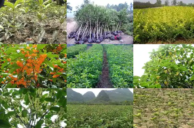哪个桂花树品种好养又好养又好看1686704279498