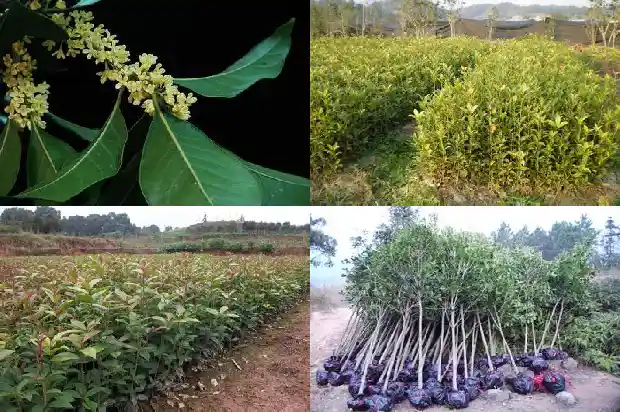 哪个桂花树品种好养又好养又好看1686704279593