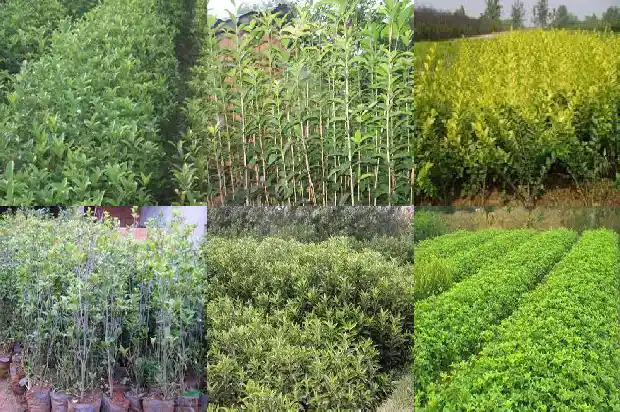 哪个桂花树品种好看又好养又好养活1686704291436