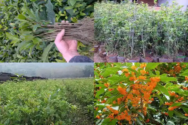 哪个桂花树品种好看又好养又好养活1686704291484
