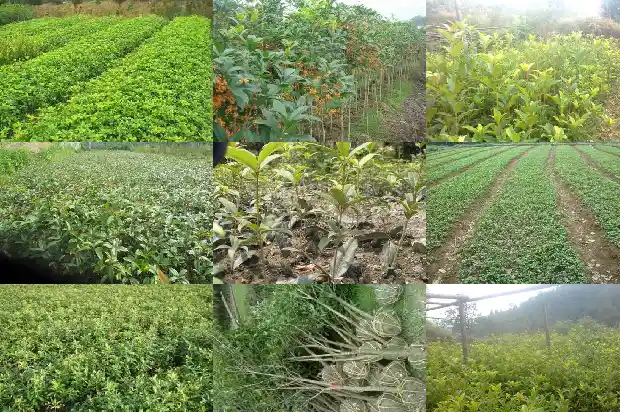 哪个桂花树品种好看又好养又好养活1686704291579