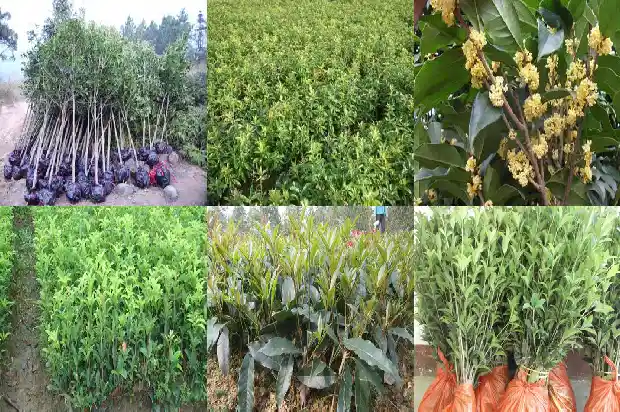什么桂花树品种好看又好看1686704299133
