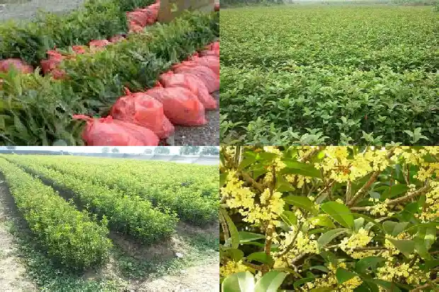 什么桂花树品种好看又好看1686704299179