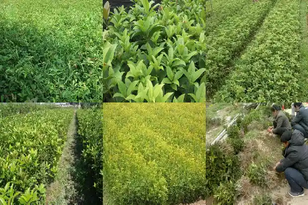 什么桂花树品种好养又好养1686704309087