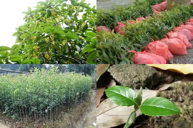 什么桂花树品种好养又好养1686704309135